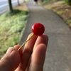 rubylamathapa24